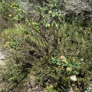 Pimelea ligustrina subsp. ciliata at Kosciuszko National Park - 28 Dec 2021 11:25 AM