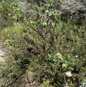 Pimelea ligustrina subsp. ciliata at Kosciuszko National Park - 28 Dec 2021