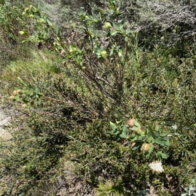 Pimelea ligustrina subsp. ciliata at Kosciuszko National Park - 28 Dec 2021 by Jubeyjubes