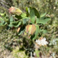 Pimelea ligustrina subsp. ciliata at Kosciuszko National Park - 28 Dec 2021 11:25 AM