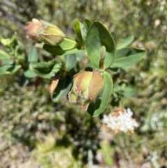 Pimelea ligustrina subsp. ciliata at Kosciuszko National Park - 28 Dec 2021