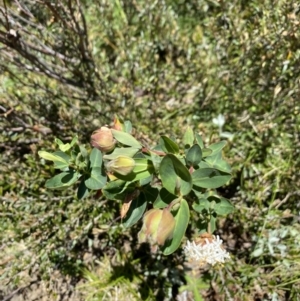 Pimelea ligustrina subsp. ciliata at Kosciuszko National Park - 28 Dec 2021