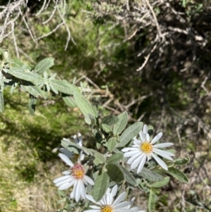 Olearia phlogopappa subsp. flavescens at Kosciuszko National Park - 28 Dec 2021 11:26 AM