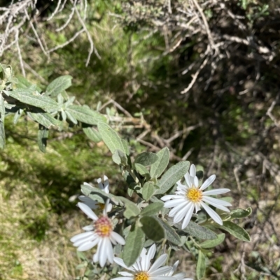 Olearia phlogopappa subsp. flavescens (Dusty Daisy Bush) at Pilot Wilderness, NSW - 28 Dec 2021 by Jubeyjubes