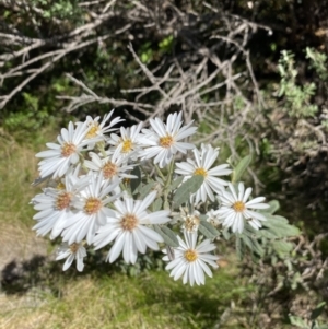 Olearia phlogopappa subsp. flavescens at Kosciuszko National Park - 28 Dec 2021