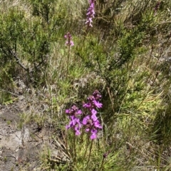 Stylidium montanum (Alpine Triggerplant) at Pilot Wilderness, NSW - 28 Dec 2021 by Jubeyjubes