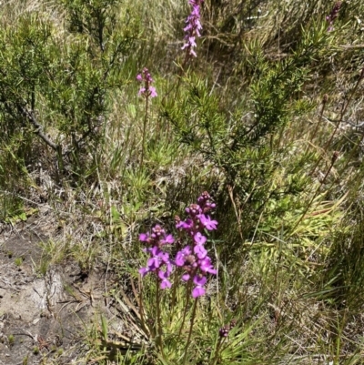 Stylidium montanum (alpine triggerplant) at Kosciuszko National Park - 28 Dec 2021 by Jubeyjubes