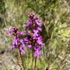 Stylidium montanum at Kosciuszko National Park - 28 Dec 2021 12:41 PM