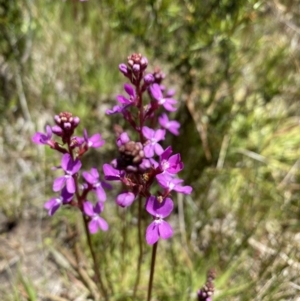 Stylidium montanum at Kosciuszko National Park - 28 Dec 2021