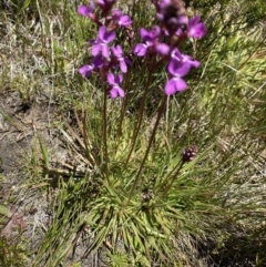 Stylidium montanum at Kosciuszko National Park - 28 Dec 2021