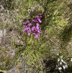 Stylidium montanum at Kosciuszko National Park - 28 Dec 2021 12:41 PM