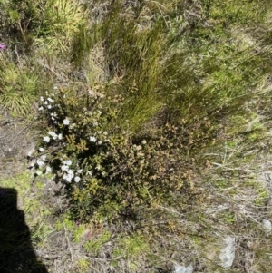 Epacris breviflora at Kosciuszko National Park - 28 Dec 2021