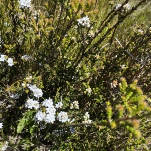 Epacris breviflora at Kosciuszko National Park - 28 Dec 2021