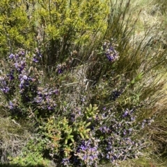 Hovea montana (Alpine Hovea) at Pilot Wilderness, NSW - 28 Dec 2021 by Jubeyjubes