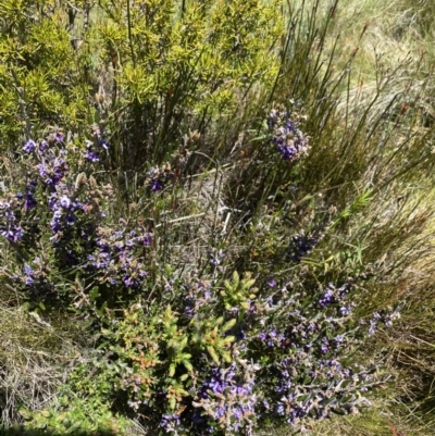 Hovea montana (Alpine Hovea) at Kosciuszko National Park - 28 Dec 2021 by Jubeyjubes