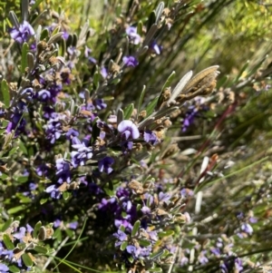 Hovea montana at Kosciuszko National Park - 28 Dec 2021