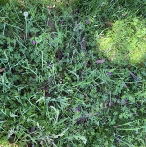 Vicia sativa at Alpine National Park - 29 Dec 2021