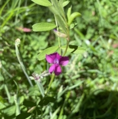 Vicia sativa at Alpine National Park - 29 Dec 2021 03:37 PM