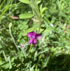 Vicia sativa at Alpine National Park - 29 Dec 2021