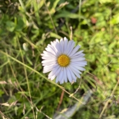 Brachyscome sp. (Cut-leaf Daisy) at Cobberas, VIC - 29 Dec 2021 by Jubeyjubes