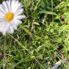 Brachyscome sp. at Alpine National Park - 29 Dec 2021