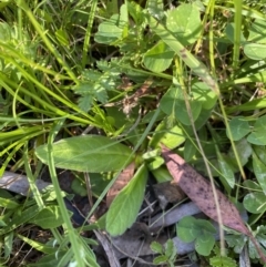 Brachyscome sp. at Alpine National Park - 29 Dec 2021