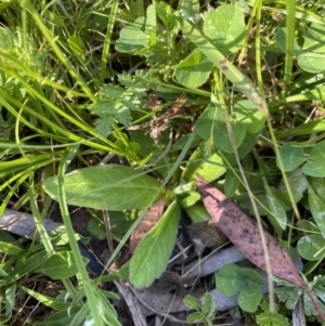 Brachyscome sp. at Alpine National Park - 29 Dec 2021