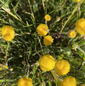 Leptorhynchos squamatus subsp. alpinus at Alpine National Park - 29 Dec 2021 06:48 PM