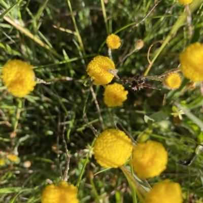 Leptorhynchos squamatus subsp. alpinus (Scaly Buttons) at Alpine National Park - 29 Dec 2021 by Jubeyjubes