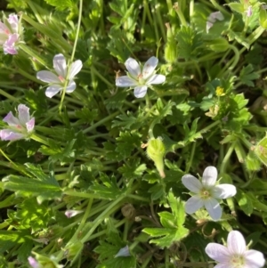 Geranium antrorsum at Alpine National Park - 29 Dec 2021