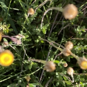 Leptorhynchos squamatus subsp. alpinus at Alpine National Park - 29 Dec 2021