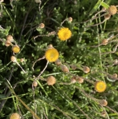 Leptorhynchos squamatus subsp. alpinus at Alpine National Park - 29 Dec 2021