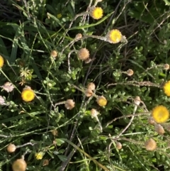 Leptorhynchos squamatus subsp. alpinus at Alpine National Park - 29 Dec 2021