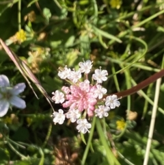 Trachymene humilis subsp. humilis (Alpine Trachymene) at Alpine National Park - 29 Dec 2021 by Jubeyjubes