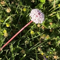 Trachymene humilis subsp. humilis at Alpine National Park - 29 Dec 2021