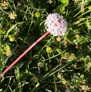 Trachymene humilis subsp. humilis at Alpine National Park - 29 Dec 2021 06:50 PM