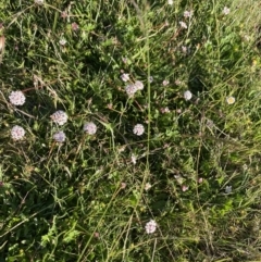 Trachymene humilis subsp. humilis at Alpine National Park - 29 Dec 2021