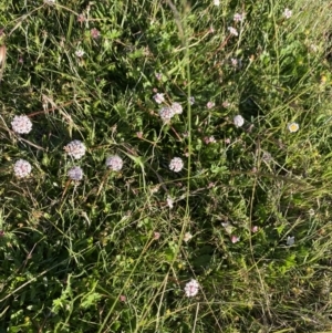 Trachymene humilis subsp. humilis at Alpine National Park - 29 Dec 2021 06:50 PM