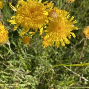 Podolepis sp. at Alpine National Park - 29 Dec 2021