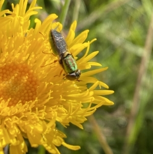 Podolepis sp. at Alpine National Park - 29 Dec 2021