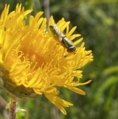 Podolepis sp. at Alpine National Park - 29 Dec 2021