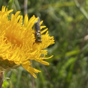 Odontomyia sp. (genus) at Alpine National Park - 29 Dec 2021