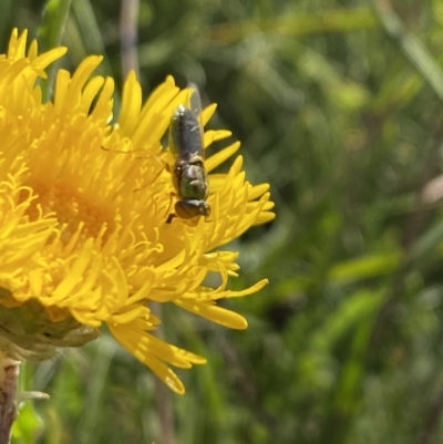 Odontomyia sp. (genus) (A soldier fly) at Cobberas, VIC - 29 Dec 2021 by Jubeyjubes