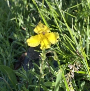 Goodenia paradoxa at Alpine National Park - 29 Dec 2021 06:59 PM