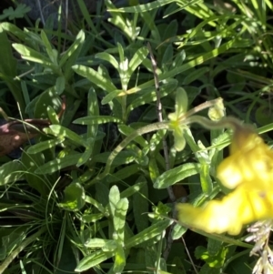 Goodenia paradoxa at Alpine National Park - 29 Dec 2021