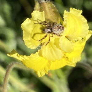 Goodenia paradoxa at Alpine National Park - 29 Dec 2021 06:59 PM