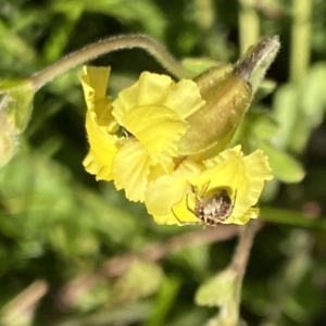 Goodenia paradoxa at Alpine National Park - 29 Dec 2021