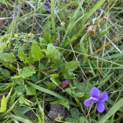 Viola betonicifolia (Mountain Violet) at Cobberas, VIC - 29 Dec 2021 by Jubeyjubes