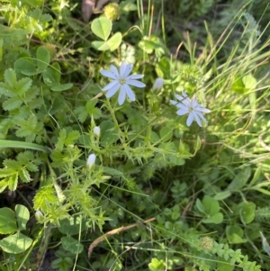 Stellaria pungens at Alpine National Park - 29 Dec 2021