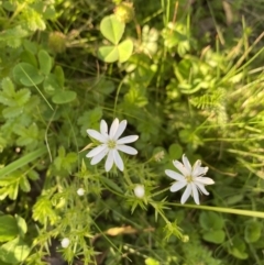 Stellaria pungens at Alpine National Park - 29 Dec 2021